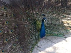 -意大利农场度假村