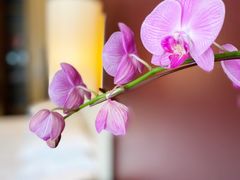 -深圳湾木棉花酒店