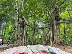 -中国科学院西双版纳热带植物园
