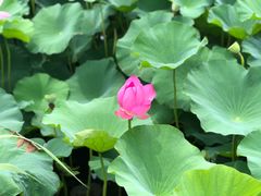-荷塘月色湿地公园·向阳花洲