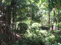 -深圳仙湖植物园