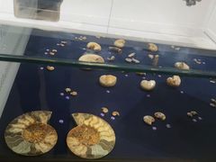 -青岛贝壳博物馆