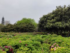 -洛阳市隋唐城遗址植物园