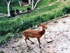 -清迈夜间动物园