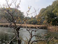 -无锡梅园公园