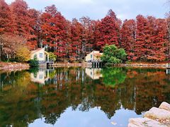 -上海共青森林公园