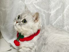 -爱洗澡的猫(天河路店)