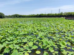 -荷塘月色湿地公园·向阳花洲