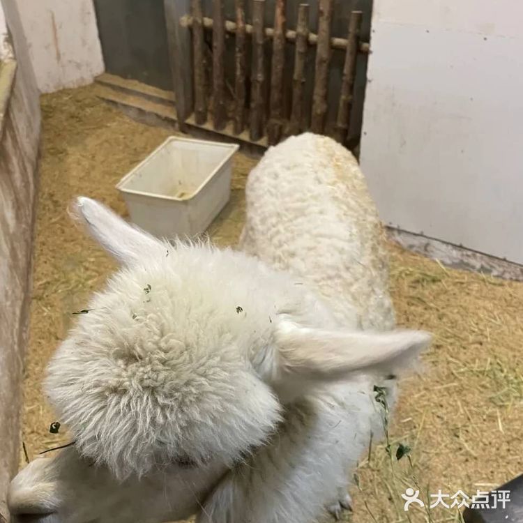 98元带宝宝看蜥蜴[愉快]