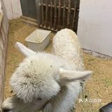 98元带宝宝看蜥蜴[愉快]