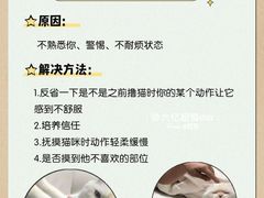 -翊宠yipet猫狗购宠庄园犬舍•猫舍