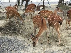 -鹿境梅花鹿生态园区
