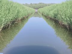 -白洋淀风景区