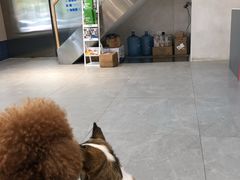 -伟伟宠物医院·CT影像中心·瑞派犬猫综合性门诊(汉口总院)