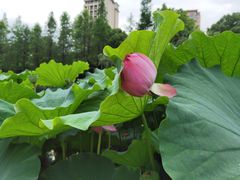 -汉堡王(嘉定宝龙城市广场)