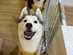 prado-Husky Go! 哈士奇体验馆·宠物咖啡厅狗咖