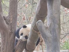 -都江堰中华大熊猫苑