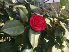 -格瑞思动物奶油生日蛋糕(圆融店)