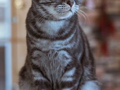 -猫的茶·猫咖