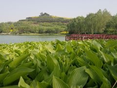 -河北省园博园