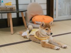 -逗柴咖啡屋·狗咖猫咖宠物桌游