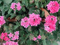 -桃园农庄·桃源宴