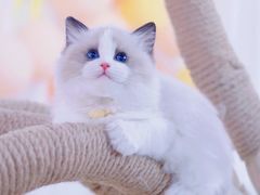 -70cat德文卷毛猫·缅因猫纯种猫舍