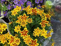 -双季花艺园艺市场(浦东店)