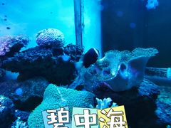 -碧中海汤泉汗蒸酒店