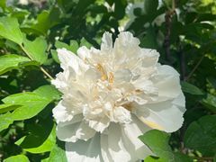 -洛阳市隋唐城遗址植物园