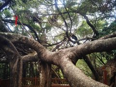 -青芝山风景名胜区