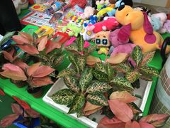 -阳江市江城区蓓蕾星辉幼儿园