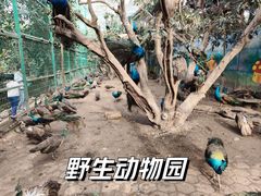 -野象谷景区