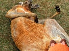 -泉州海丝野生动物世界