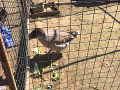 iphone_upload_pic-意大利农场度假村