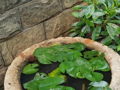 -巴厘龙虾·榜首油焖大虾(洞庭·艺术洋房店)