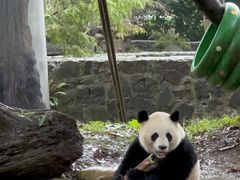 -都江堰中华大熊猫苑