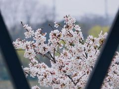 -羊山湖公园