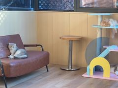 -MOCHA明星猫咖(田子坊店)