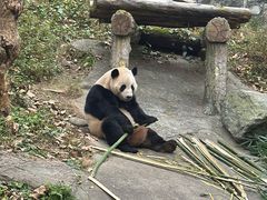 -都江堰中华大熊猫苑