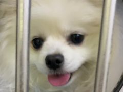 -艾贝尔宠物诊疗