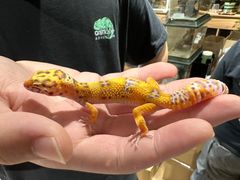 -酷以爬仙阁实体爬宠店·守宫·蜥蜴·专业繁育