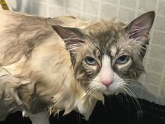 -PETKIT 小佩宠物·低压洗护·美容·寄养(安远店)