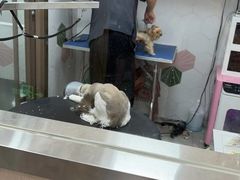 -瑞鹏宠物医院·普外科·影像科·皮肤科(城市山谷分院)