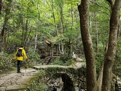 -天目山大树王景区