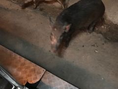-清迈夜间动物园