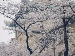 -武汉大学-樱园