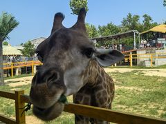 -西霞口神雕山野生动物世界