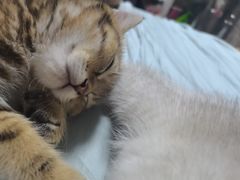 -佳雯宠物医院·皮肤科·内外科(春晓路分院)