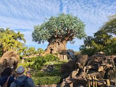 -奥兰多迪士尼动物王国乐园